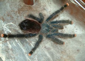 Avicularia avicularia